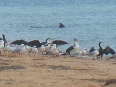 Bottle bay: colonie d'oiseaux... ça sent pas très bon :(