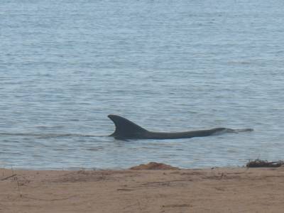 Bottle bay : dauphin !!!!!