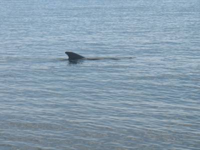 Bottle bay : dauphin !!!!!