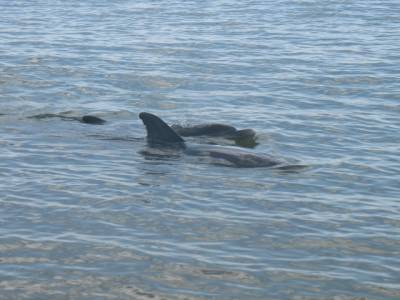 Bottle bay : dauphins !!!!!