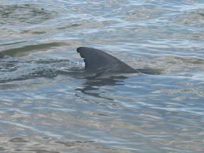 Bottle bay : dauphins !!!!!