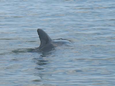 Bottle bay : dauphin !!!!!