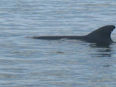 Bottle bay : dauphin !!!!!