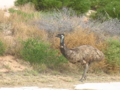 F. Peron NP: Emu !!!