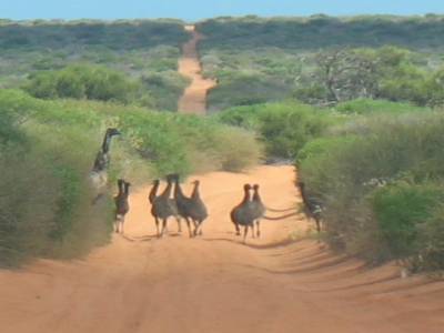 F. Peron NP: famille d'emus !