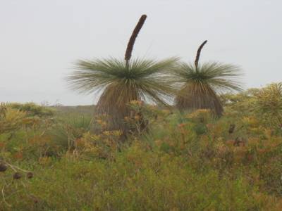 Grass tree