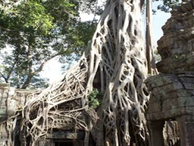 Ta Phrom