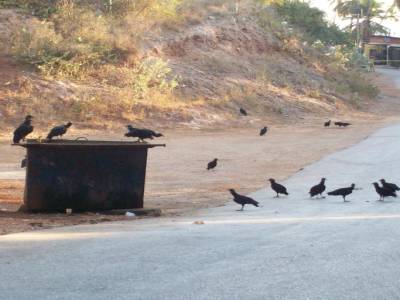 les rapaces du matin sur le chemin de la plage !!