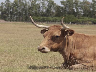 la pampa