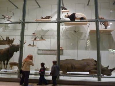 La salle des mammifères au Musée National de l'Histoire