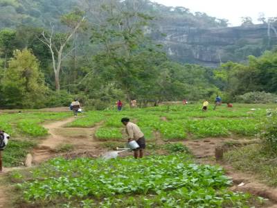 Grand potager dans un village
