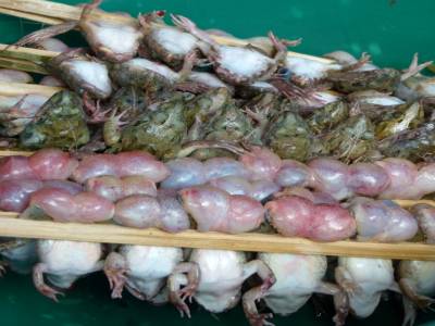 Brochettes de grenouilles