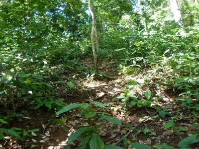 Jungle 