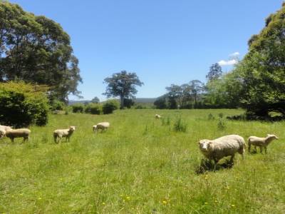 Des moutons, encore et toujours!