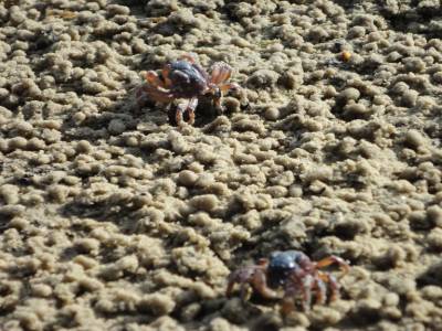 Une plage pleine de petits crabes violets...