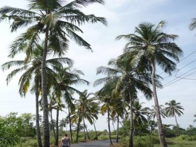 en route pour la plage de Benaulim