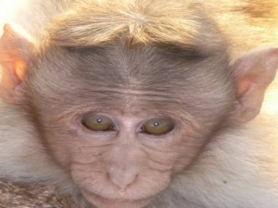 c'est pas beau un macaque!