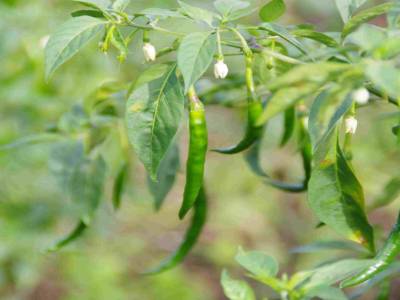 Plan de piment