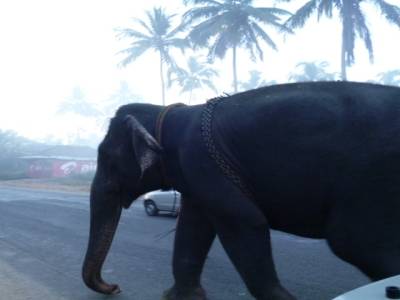 1er elephant