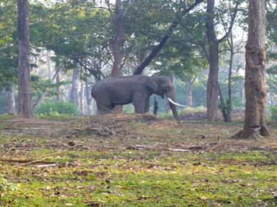 Elephant domestique