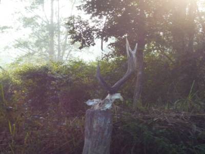 Reste d'un Cerf
