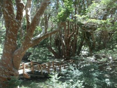 Arbres arrayanes