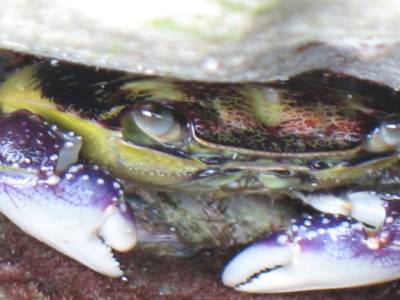 Crabe multi-colore à Green head