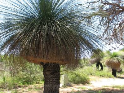 Grass tree