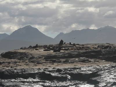 Sea lions