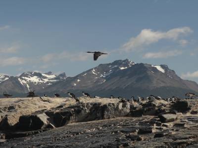 Cormorans