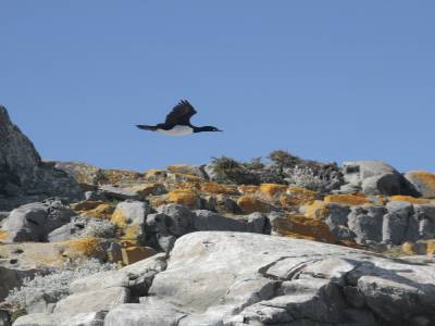 Cormorans