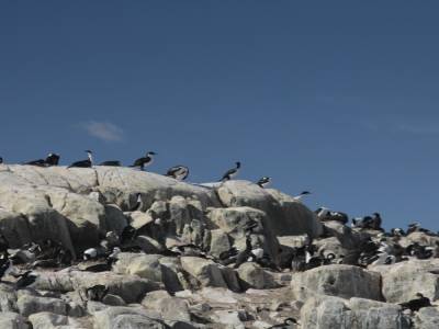 Cormorans
