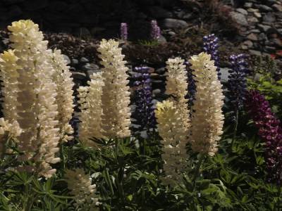 Lupins