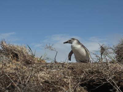 Baby pinguin
