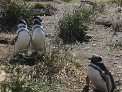 Magellan Pinguins