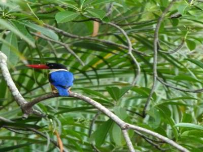 un couli-couli bleu a bec rouge !!