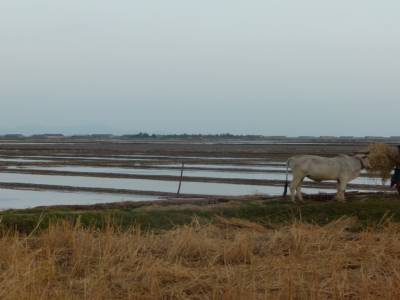 marais salants