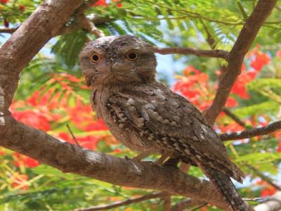 Tawny Frogmouth, une oiseau nocturne avec une bouche de grenouille!
