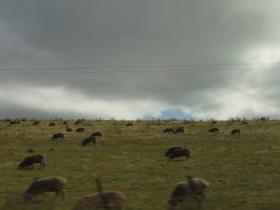 Quelques moutons en Tasmanie