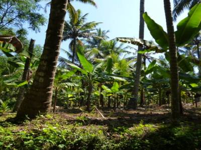 bananeraie au milieu des canaux