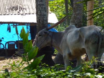 zebu