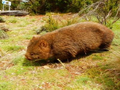 Les wombats !!! 