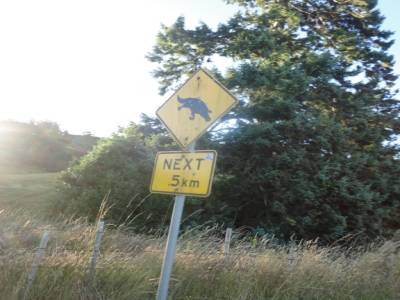 Les ornithorynques ne se sont pas montrés...