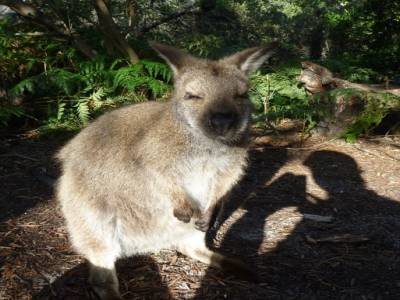 Gros pif de wallabie.