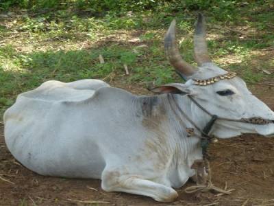 Mme la Vache, que vos cornes sont longues !!!
