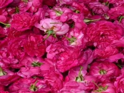 Marche aux fleurs 