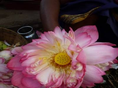 Marche aux fleurs 