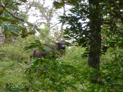 Reserve de Periyar