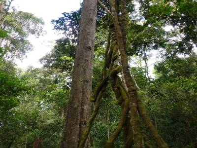 Reserve de Periyar