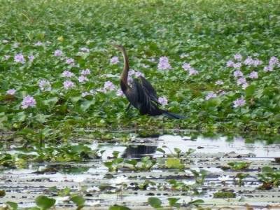 Back waters